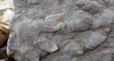 Археологи показали следы динозавров