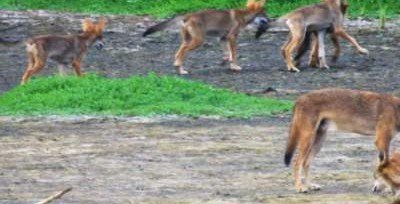 Дикие собаки сохранили гены вымерших рыжих волков