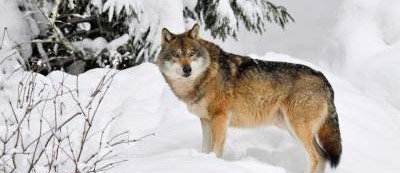 Дикие звери возвращаются в Европу: в Нидерландах появились волки