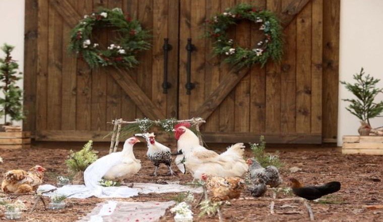 Фотограф из США устроила настоящую свадьбу для курицы и петуха