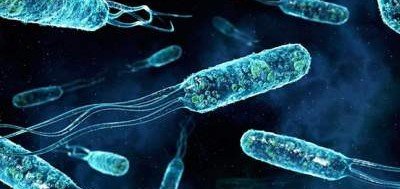 Ирландские ученые обнаружили уникальную бактерию