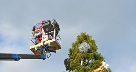 КРЫМ. Сегодня в Никитском саду нарядят 11-метровый секвойядендрон