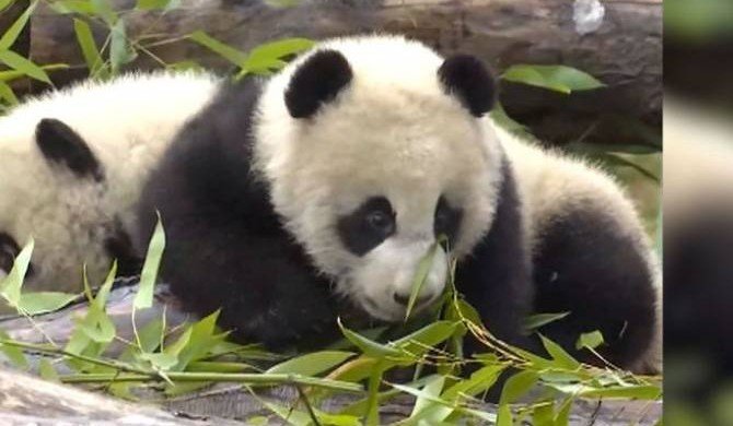 Панд близнецов показали в Китае
