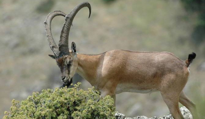 Сотрудники инспекционного органа по охране природы выявили случай охоты на безоарового козла