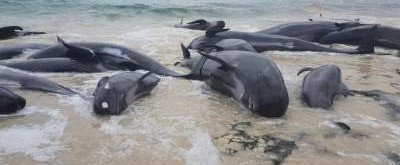 Среди дельфинов и косаток резко повысился уровень самоубийств