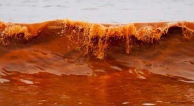 У берегов Австралии зафиксировали "кровавый" прилив