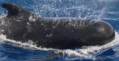 У черных дельфинов найдены диалекты