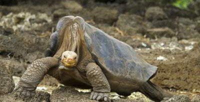 Ученые объяснили долголетие гигантских черепах