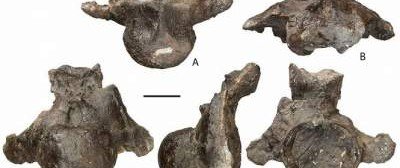 Ученые обнаружили кости гигантского динозавра на берегу Волги