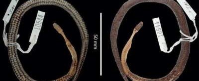 Ученые обнаружили неизвестную науке змею в желудке другой змеи