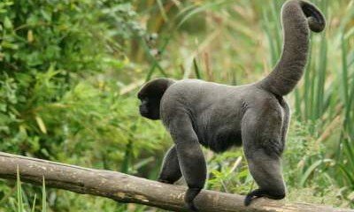 Учёные обучают обезьян быть дикими, чтобы спасти их популяцию