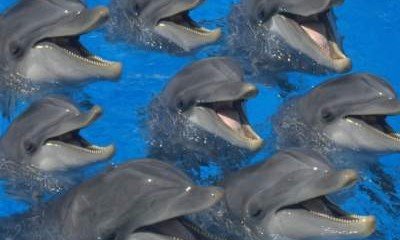 Ученые выяснили, какой мультфильм любят смотреть дельфины