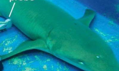 Ученые выяснили необычный факт об акулах