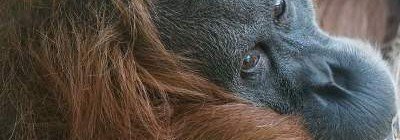 Ученые выяснили необычный факт об орангутанах