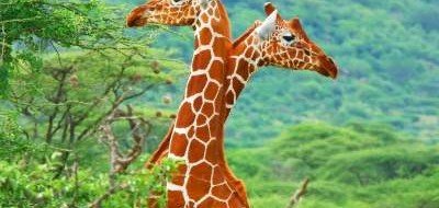 Ученые выяснили печальный факт о жирафах