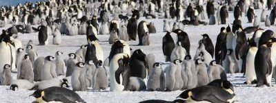 В Антарктиде нашли колонию пингвинов, образовавшуюся 3000 лет назад