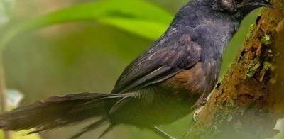 В Бразилии обнаружили редчайших птиц