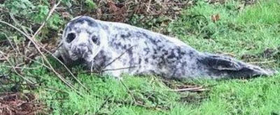 В британском саду внезапно нашли тюленя