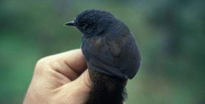 В Южной Америки сфотографировали редчайшую птицу