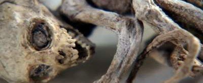 В Мексике найдены останки ужасающего создания