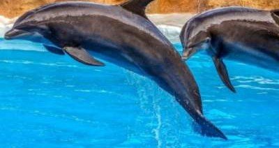 В речи дельфинов выявили различные диалекты