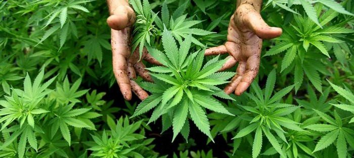 В России будут выращивать наркосодержащие растения для лекарств