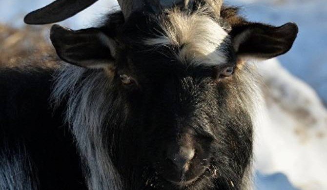В Сербии хозяева зажарили козу, съевшую 20 тысяч евро