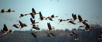 В Техасе засняли странное поведение десятков тысяч птиц