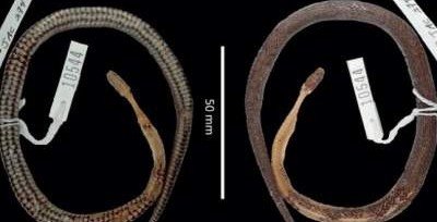 В желудке змеи найдена неизвестная рептилия