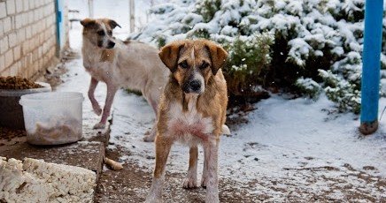 ВОЛГОГРАД. Волонтеры из Волгограда просят спасти 15 собак от верной смерти