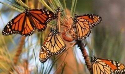 Американские бабочки начали стремительно вымирать