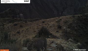 АЗЕРБАЙДЖАН. Мать и детеныш леопарда "попались" в фотоловушки в Зангезурском нацпарке (ВИДЕО)