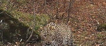АЗЕРБАЙДЖАН. В Гирканском заповеднике сфотографировали нового леопарда