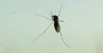 Биологи обнаружили естественную защиту от комаров 