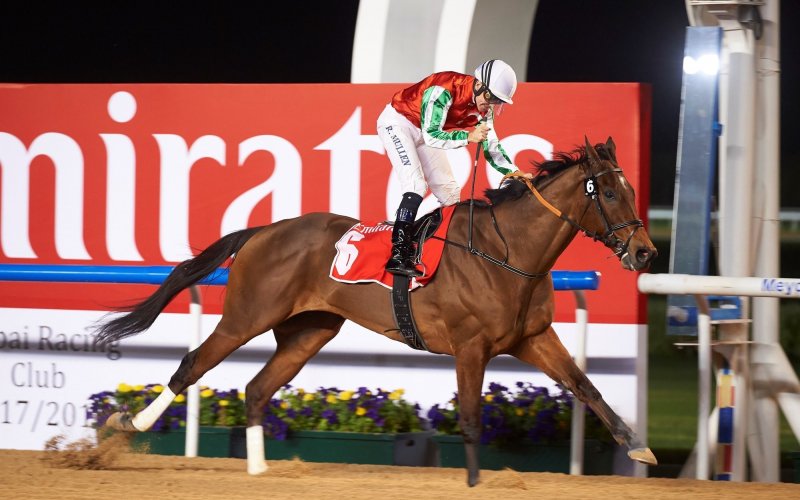 ЧЕЧНЯ. Лошадь Главы Чечни показала блистательный результат на Международном Скаковом Карнавале в Дубае