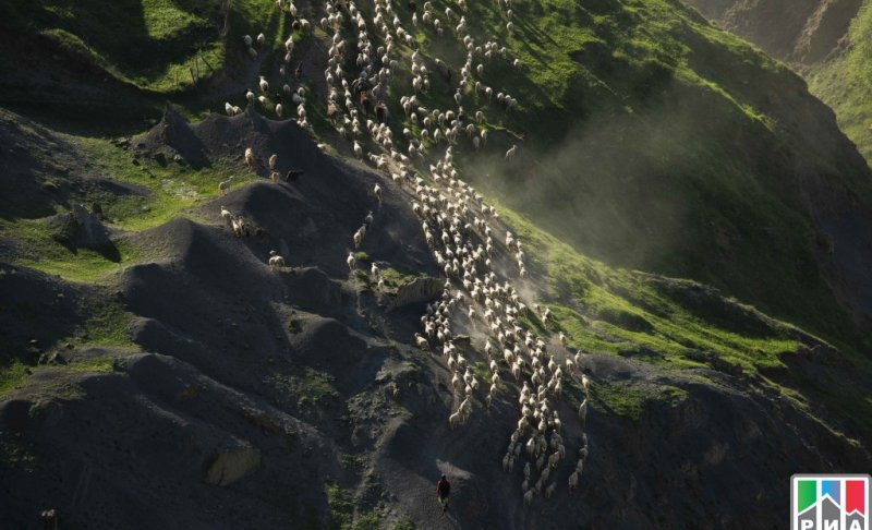 ДАГЕСТАН. Фотография перегона овец в Дагестане стала лучшей на конкурсе NationalGeographic Россия