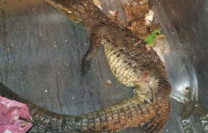 КРАСНОДАР. В Краснодарском крае на свалке нашли мертвого крокодила и питона