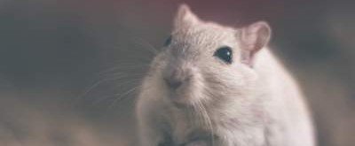На итальянских улицах засняли нашествие белых крыс