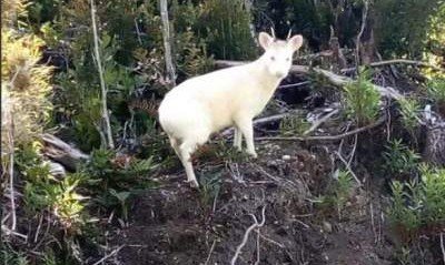 На острове в Южной Америке засняли редчайшего белого оленя