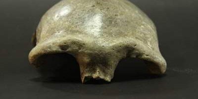 Найден древний череп современного человека