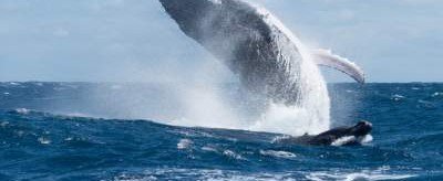 Найдена причина, по которой киты выбрасываются на берег