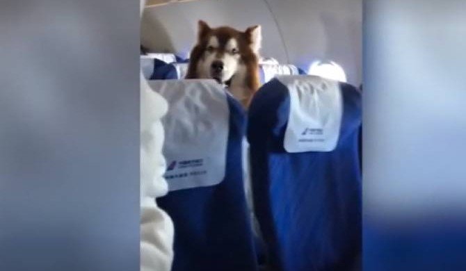 Огромный пес прокатился на самолете как пассажир и прославился
