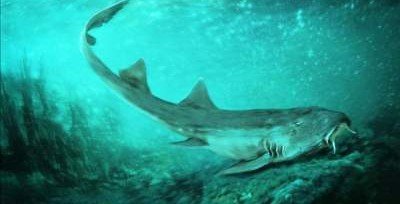 Палеонтологи обнаружили новый вид акул