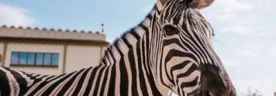 Раскрыта тайна черно-белых полос зебры