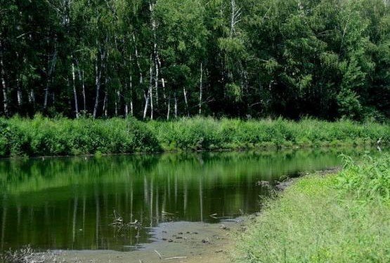 РОСТОВ. В Ростове появится зелёный пояс лесопарков