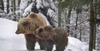 Стало известно, почему украинские медведи не впали в зимнюю спячку