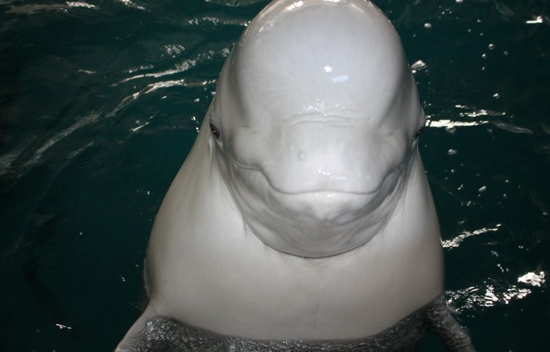 СТАВРОПОЛЬЕ. В кисловодском дельфинарии появился новый артист – северный морской котик Тихон