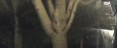 У жуткого канадского дерева появилось человеческое лицо