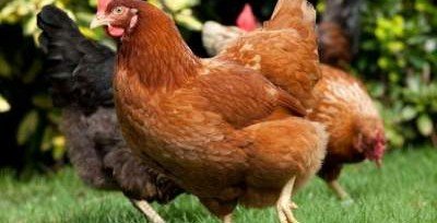 Ученые отредактируют геном куриц