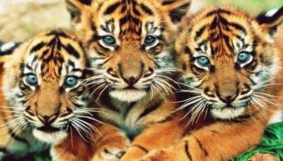 Ученые предупредили о риске скорого вымирания тигров